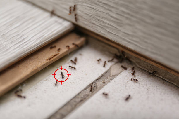Best Termite Control Services  in South Haven, MI